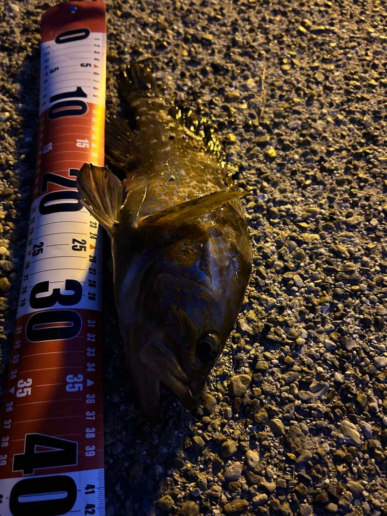 シーバスが釣りたい