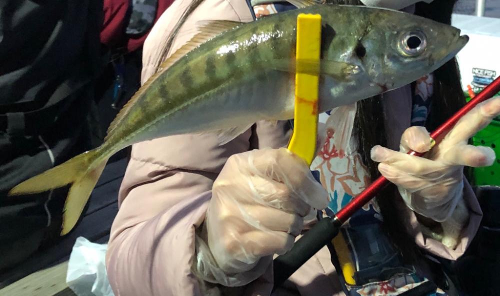 尺アジ連発！&アコウも！