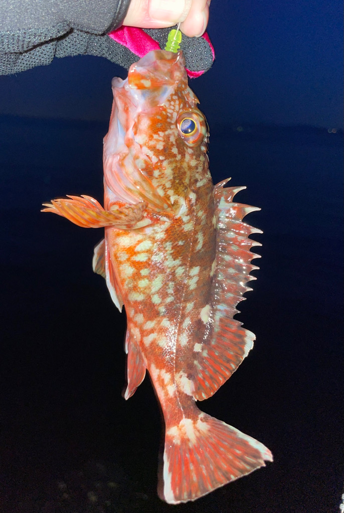 淡路島ライトゲーム