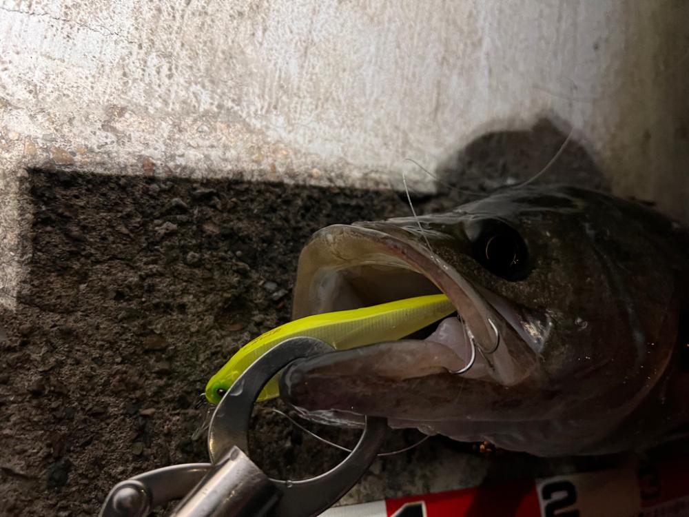 マッチョシーバス