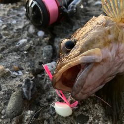 良いサイズのガシラゲットにゃ！