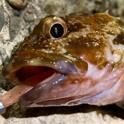 バチはまだ？ガシラと遊んできましたにゃ！