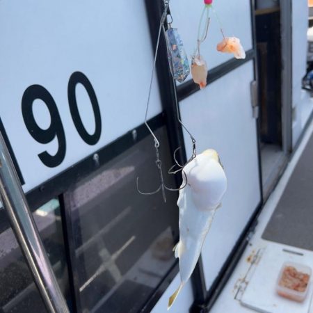 鯛/タイラバ＆ショウサイフグ/ネオカットウ…