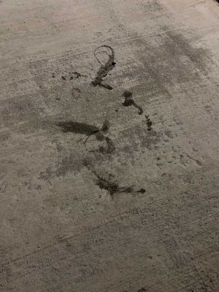 シーズン終盤のヤリイカ