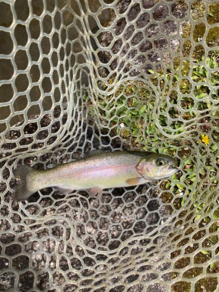 エリアトラウト