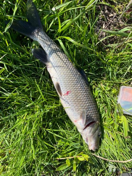 ニゴイング開幕