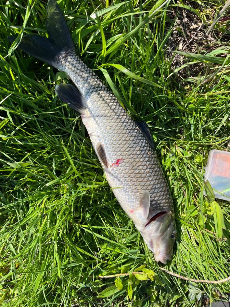 ニゴイング開幕