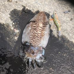 久しぶりの生命感