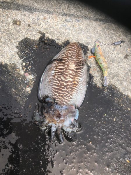 久しぶりの生命感