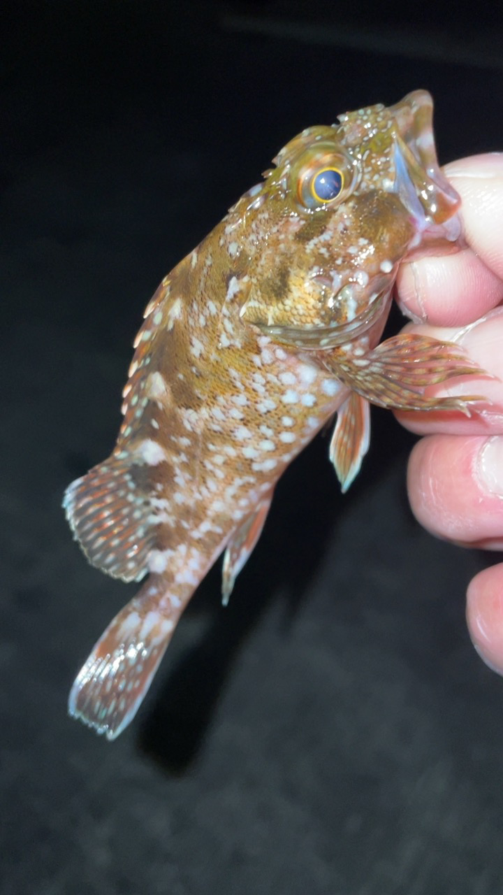 今日もライトゲーム！