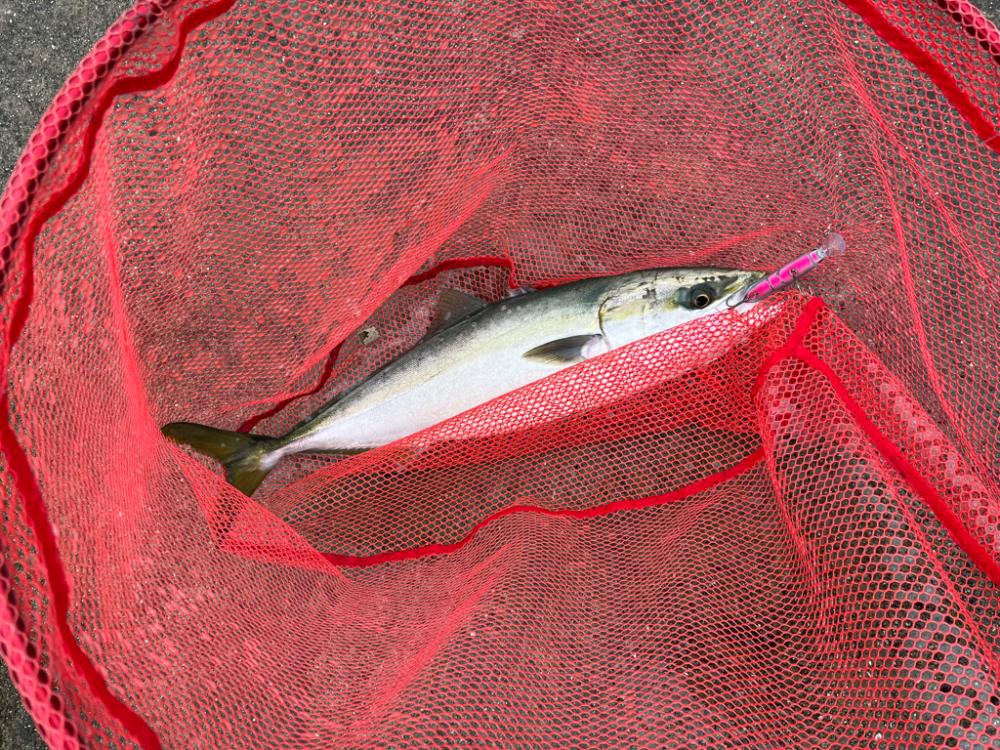 南港 ショアジギング