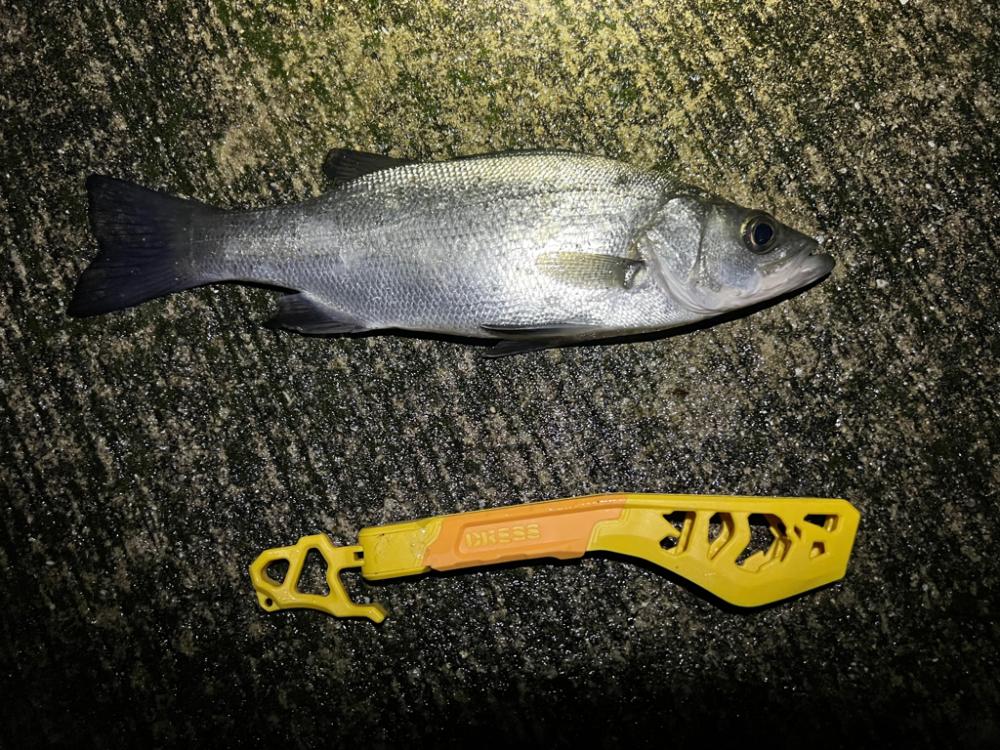 シーバスを探して三千里 Vol.4