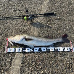 アイザー125 Fでランカーシーバス