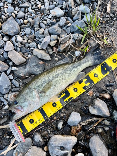 久々の川バス🐟