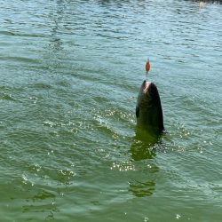 エリアトラウト　かめプー入れ食い