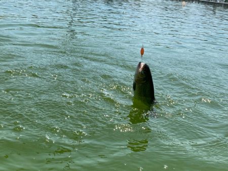 エリアトラウト　かめプー入れ食い