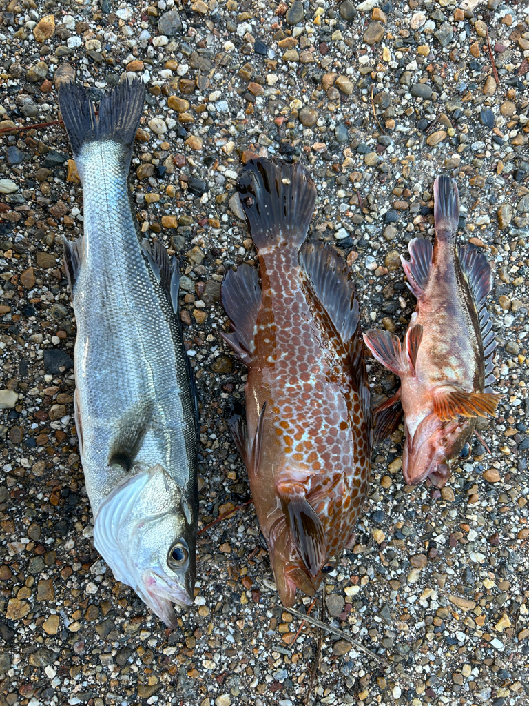 青物狙いでしたが・・・。