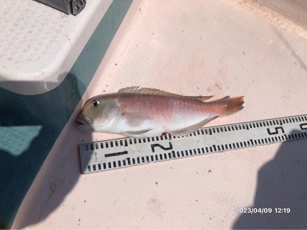 4/9 伊島沖ジギング&タイラバ