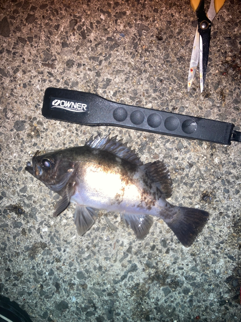 メバルプラッギング