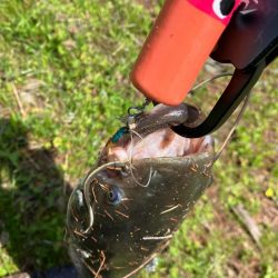 デイナマズゲーム　水面爆発