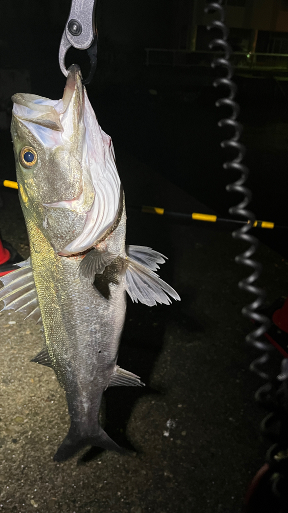 バチ抜けシーバス