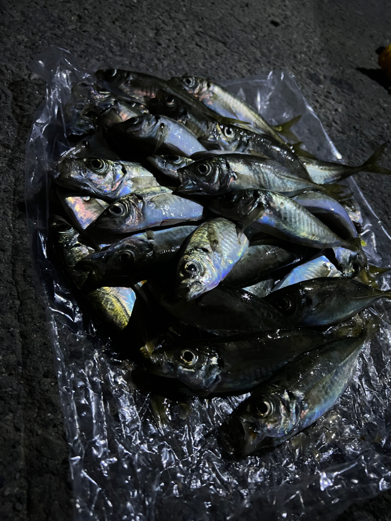 アジングリベンジ