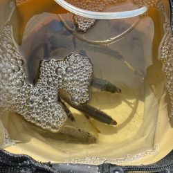 飲ませするぞ！