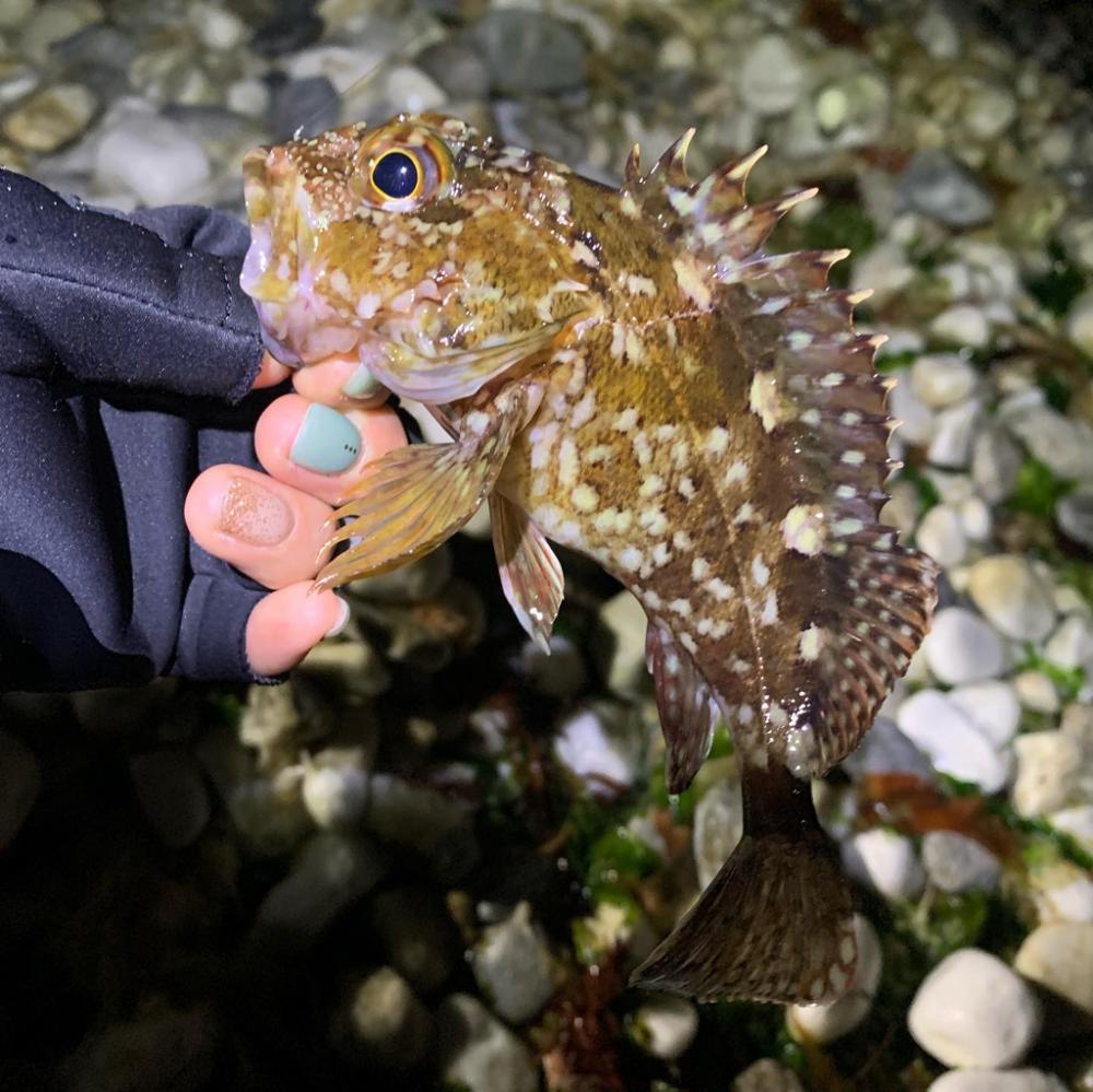 メバリングデビュー