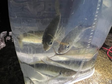 鯵を探して三千里 Vol.38