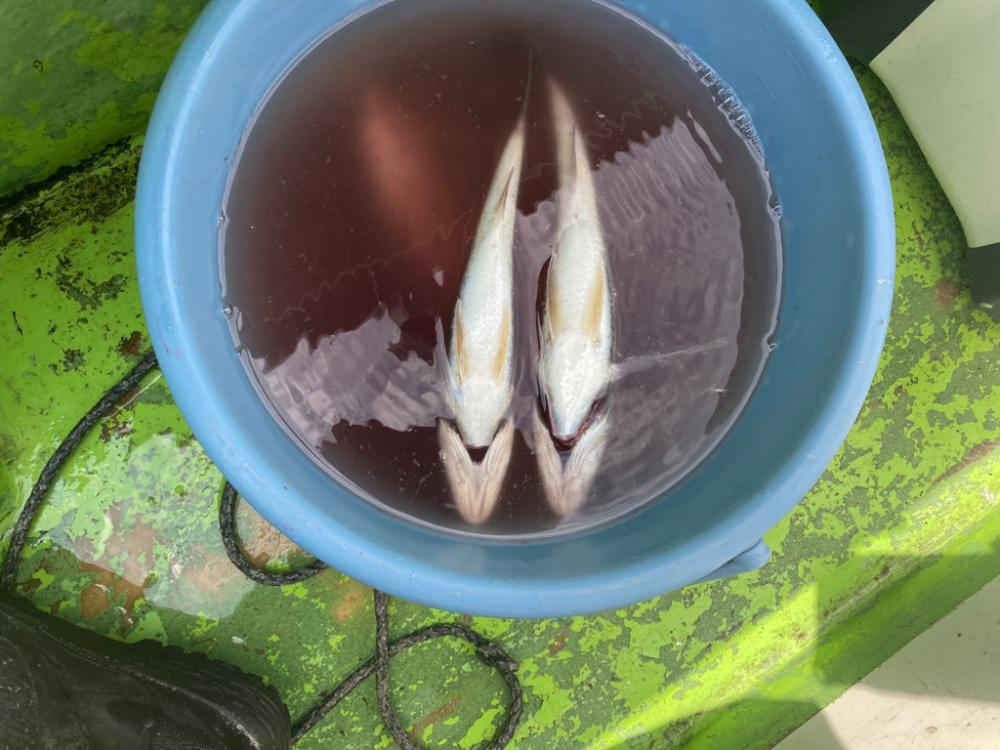 またいしもちー