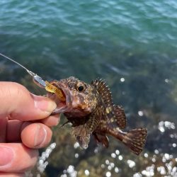 DAYライトゲーム