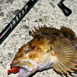 ロックフィッシュ