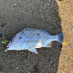 武庫川からの淀川