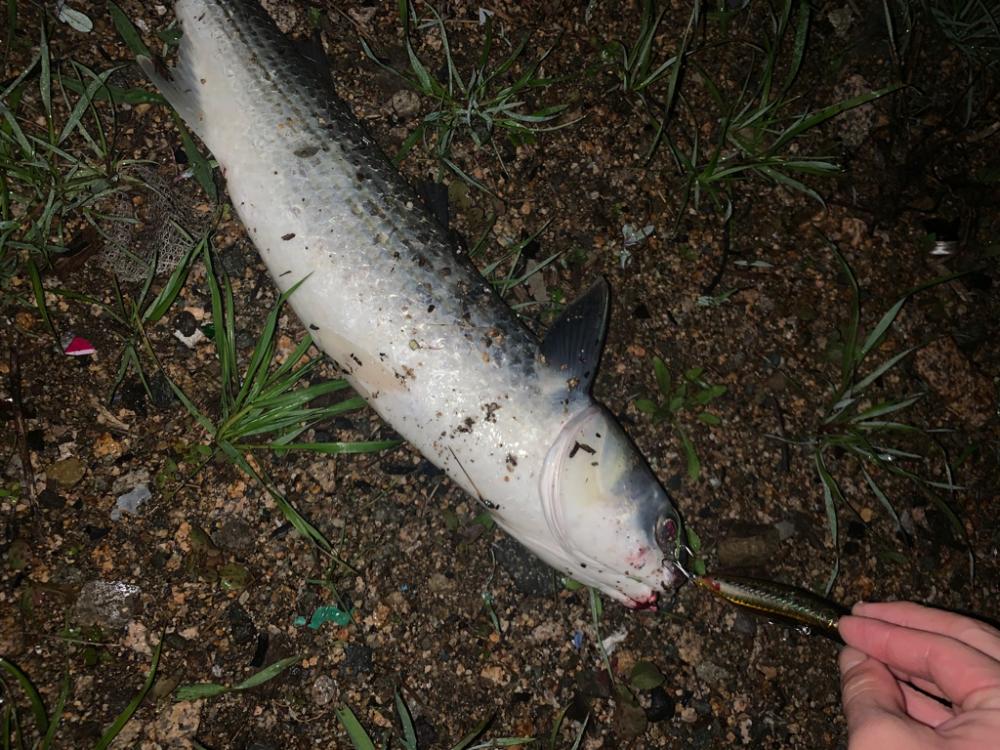 いつものアイツ