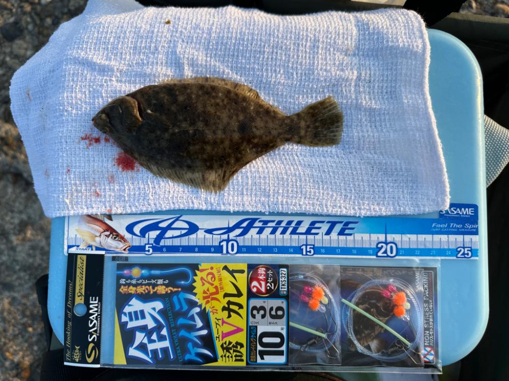 花見🌸カレイ狙い