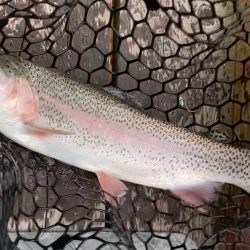 曇天トラウト爆釣！