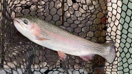 曇天トラウト爆釣！