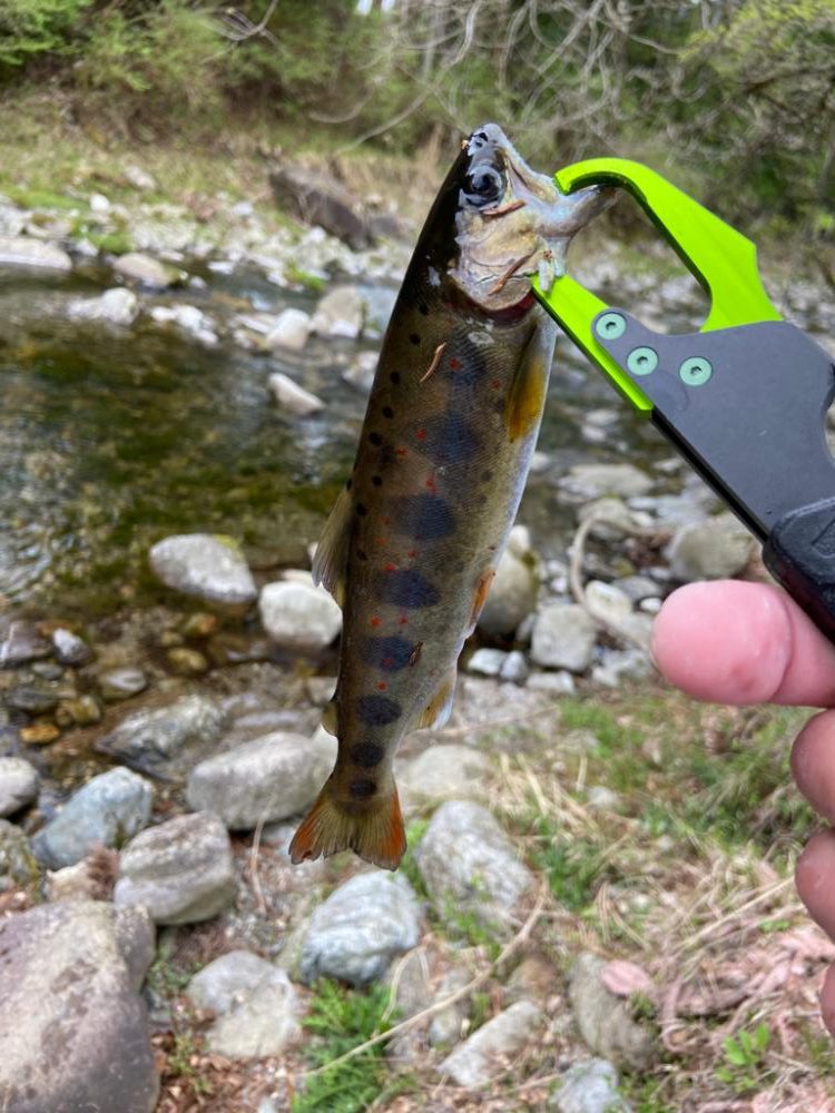 名水まつりのアマゴ釣り