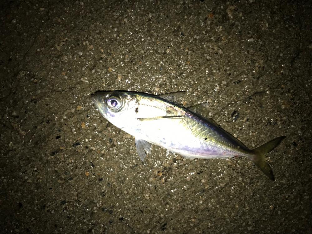 久しぶりの投稿