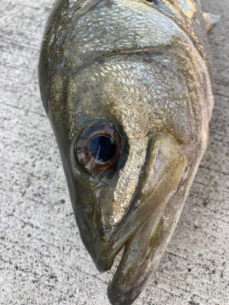 まだ肌寒い朝からエビ撒き