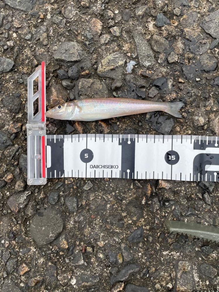 春のキス釣り好調なスタート