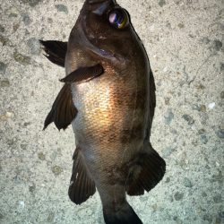 2023ライトゲーム第14戦