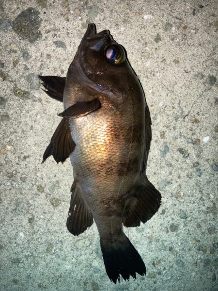 2023ライトゲーム第14戦