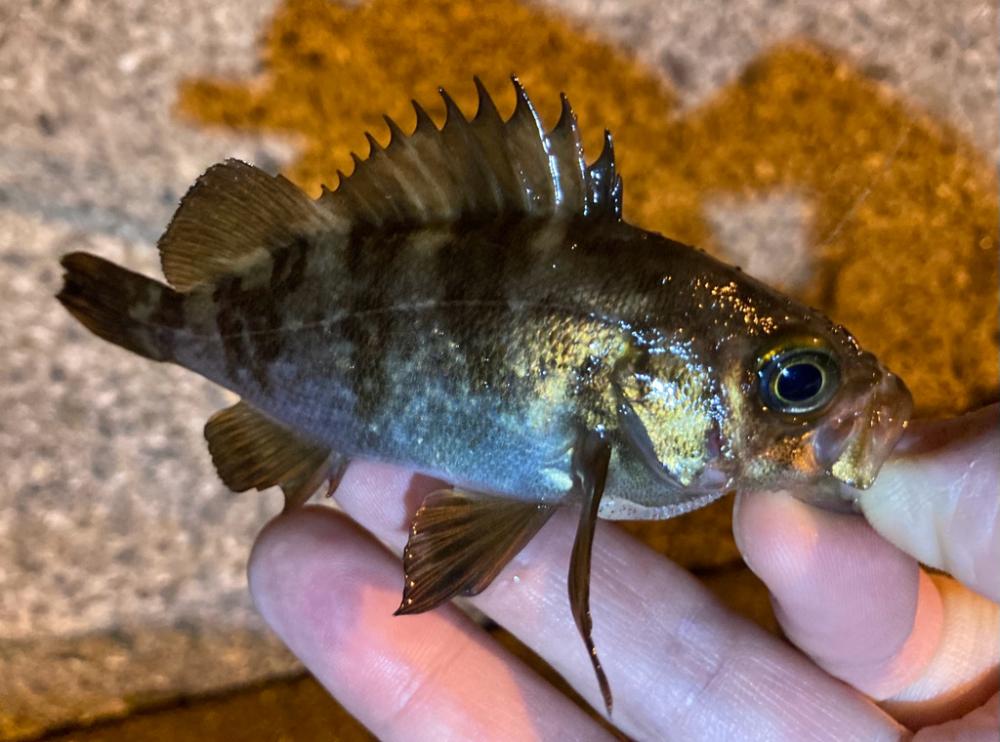 3目ライトゲーム