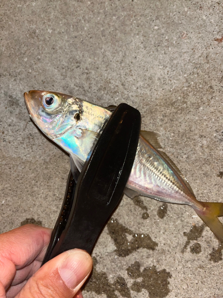 風が寒い・・・釣果も