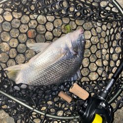 チニング  淀川河口