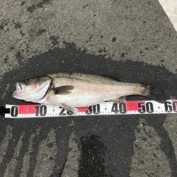 シーバスウヨウヨ！