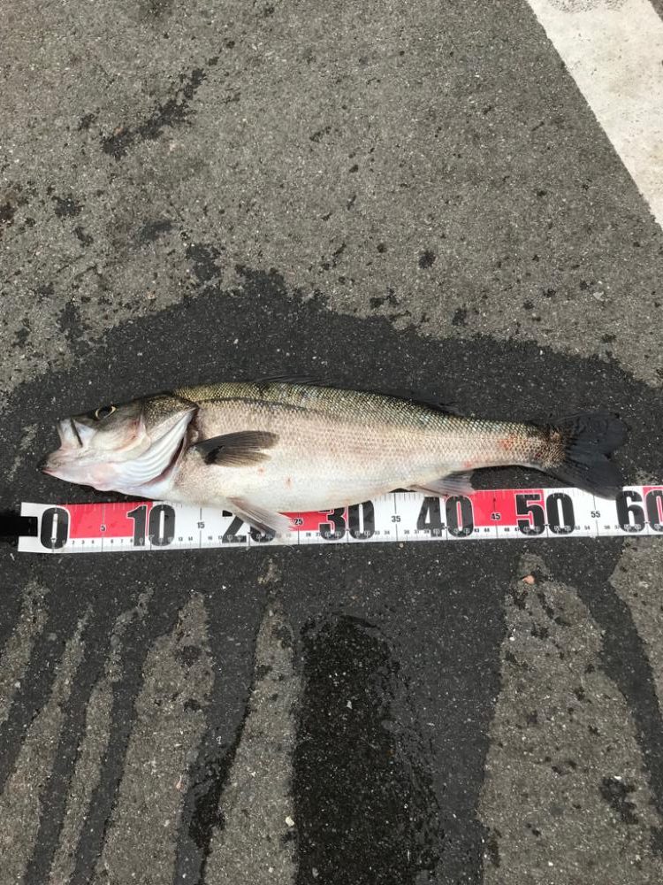 シーバスウヨウヨ!