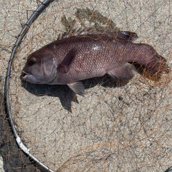 乗っ込みチヌのフカセ釣り