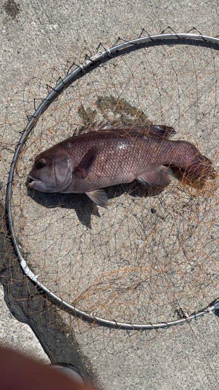 乗っ込みチヌのフカセ釣り